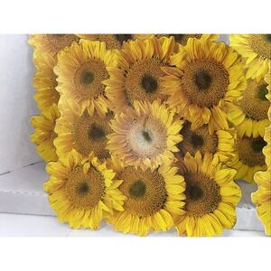 Sunflower Placemats Set of 4 Vinyl Summer Fall